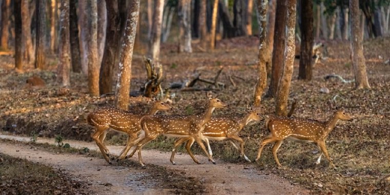 146 Nagarhole NP.jpg